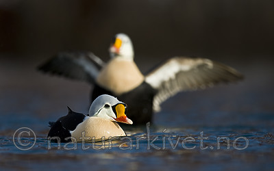 BB 12 0480 / Somateria spectabilis / Praktærfugl